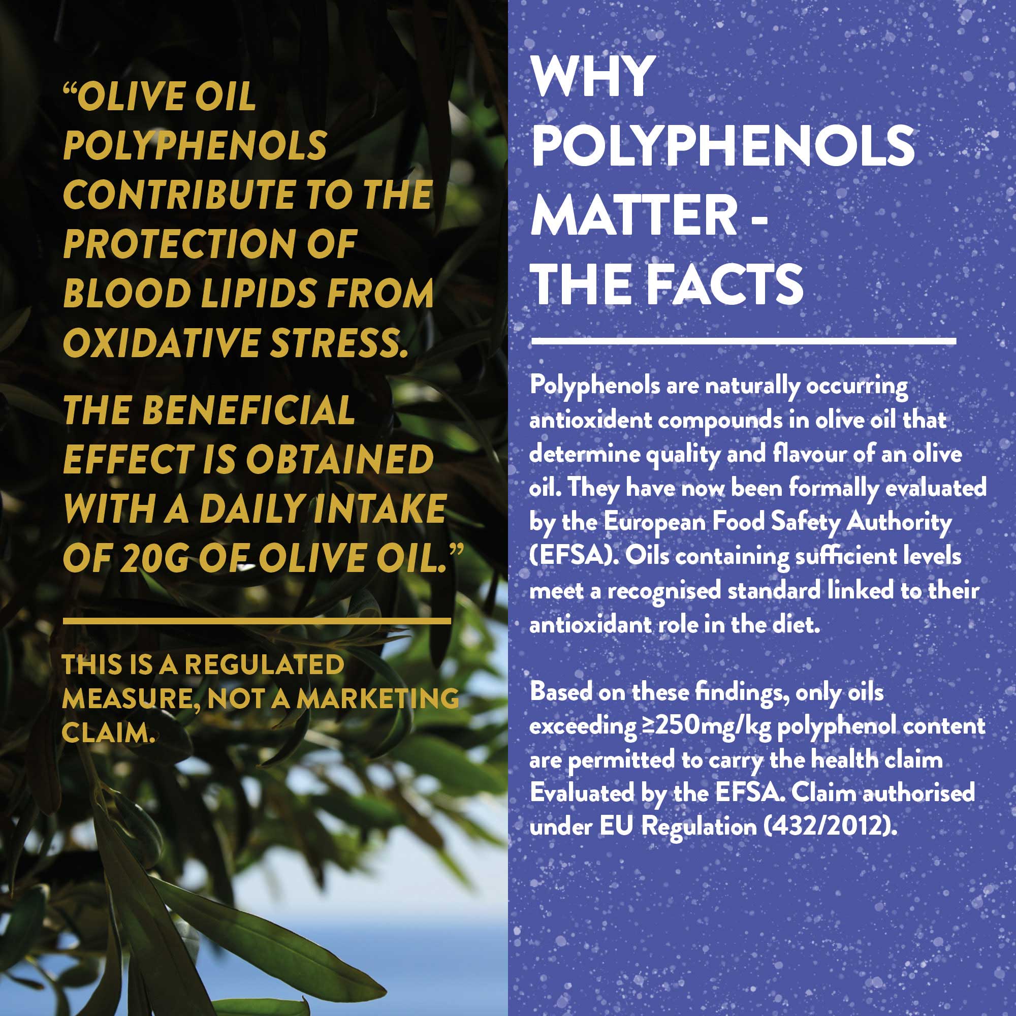 Organic Unfiltered Polyphenol-Rich Greek Extra Virgin Olive Oil - Image 4