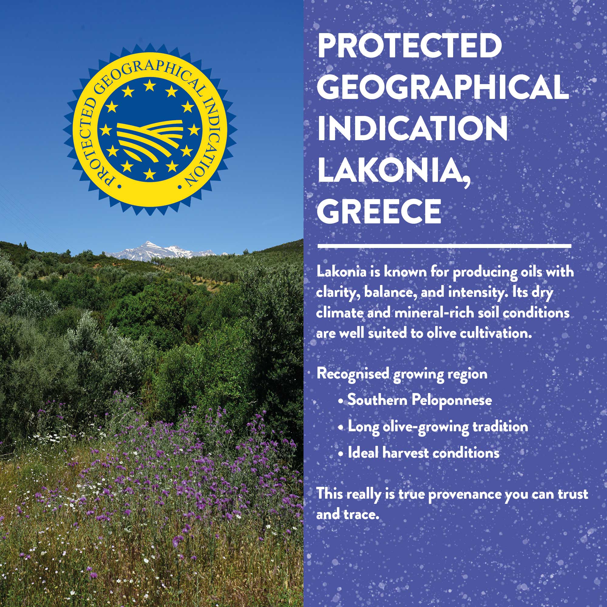 Organic Unfiltered Polyphenol-Rich Greek Extra Virgin Olive Oil - Image 7