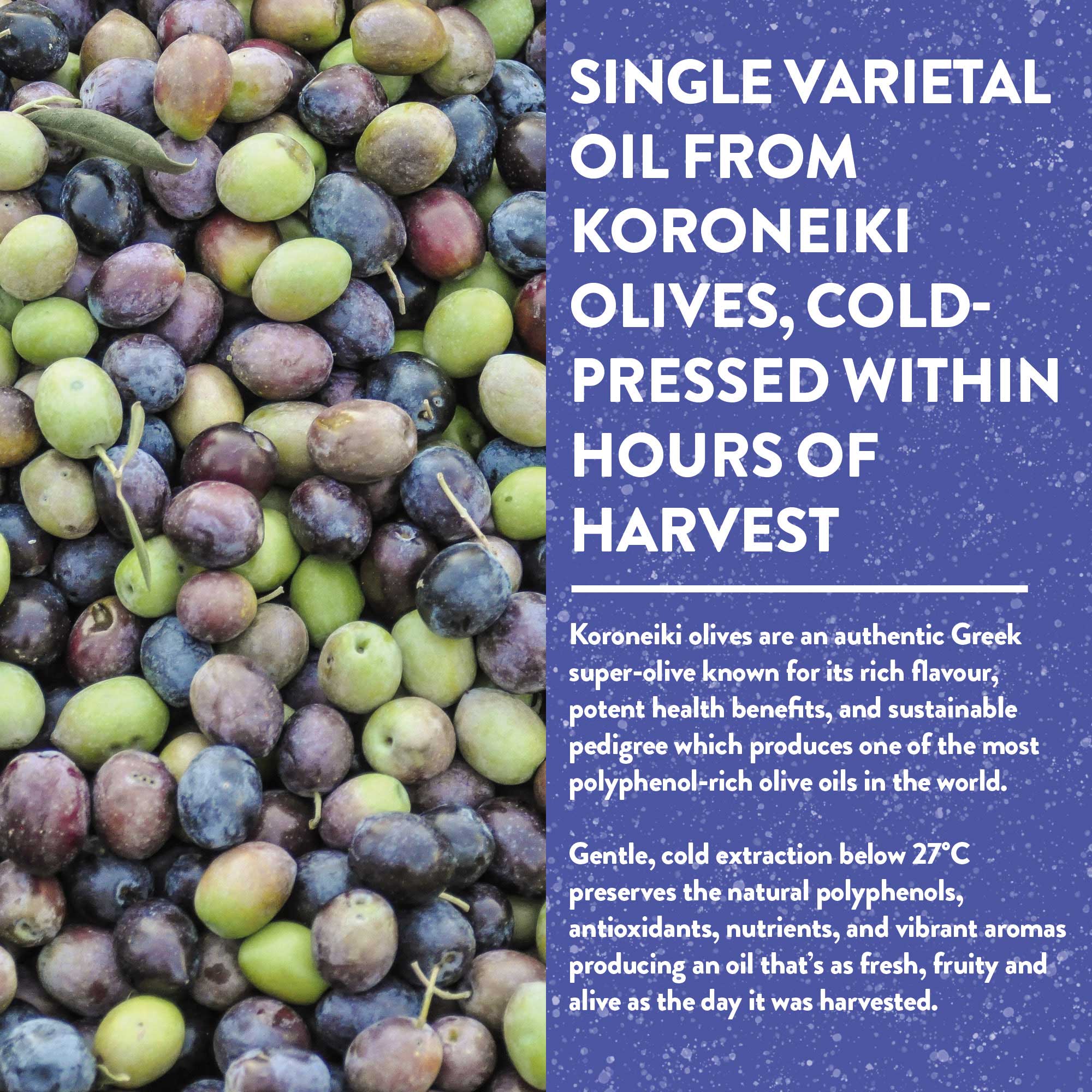Organic Unfiltered Polyphenol-Rich Greek Extra Virgin Olive Oil - Image 8